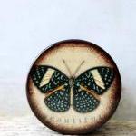 BEAUTIFUL Butterfly Large Box